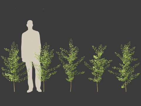Ginkgo Biloba - Maidenhair Tree 06 3D Model