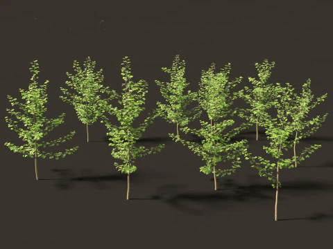 Ginkgo Biloba - Maidenhair Tree 06 3D Model