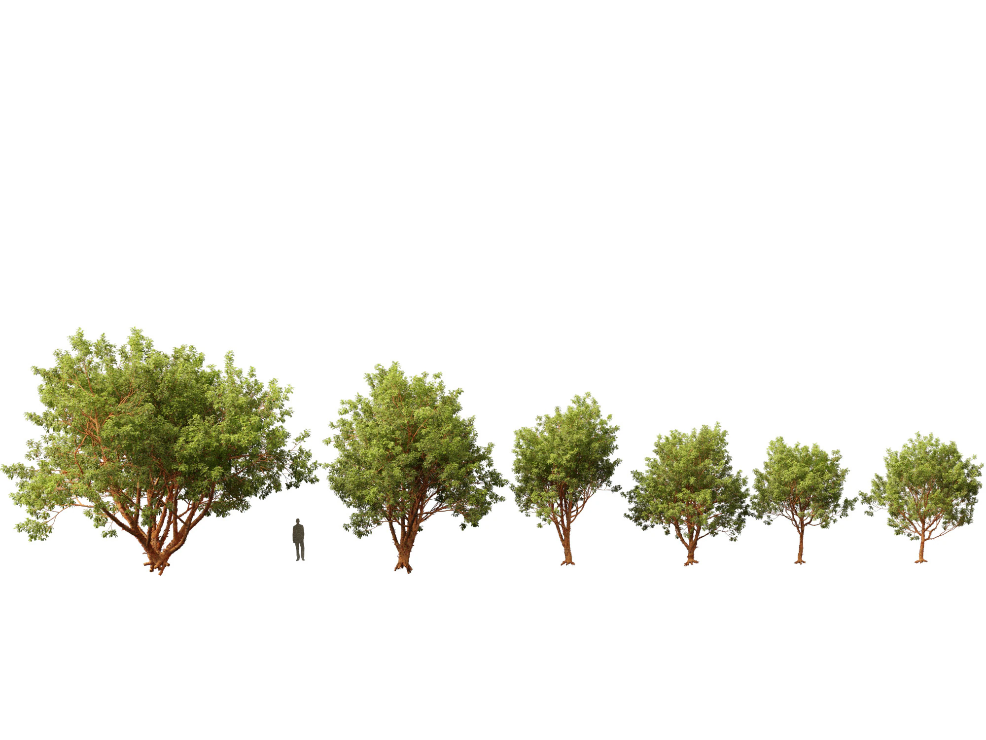 Acer griseum - Paperbark maple 01 3D Model .c4d .max .obj .3ds .fbx .stl .blend 
