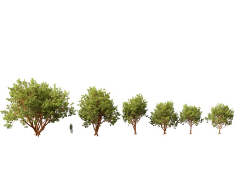 Acer griseum - Paperbark maple 01 3D Model