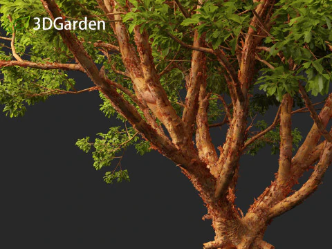 Acer griseum - Paperbark maple 01 3D Model