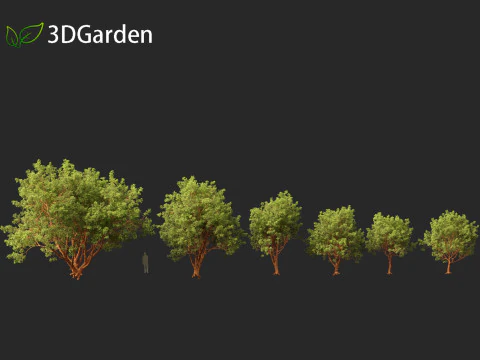 Acer griseum - Paperbark maple 01 3D Model
