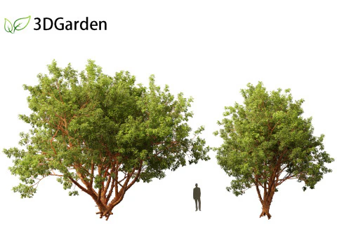 Acer griseum - Paperbark maple 01 3D Model