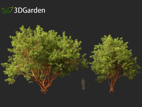 Acer griseum - Paperbark maple 01 3D Model