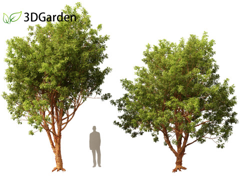 Acer griseum - Paperbark maple 01 Model 3D