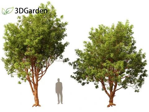 Acer griseum - Paperbark maple 01 3D Model