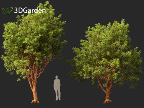 Acer griseum - Paperbark maple 01 Model 3D
