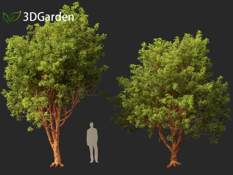 Acer griseum - Paperbark maple 01 3D Model