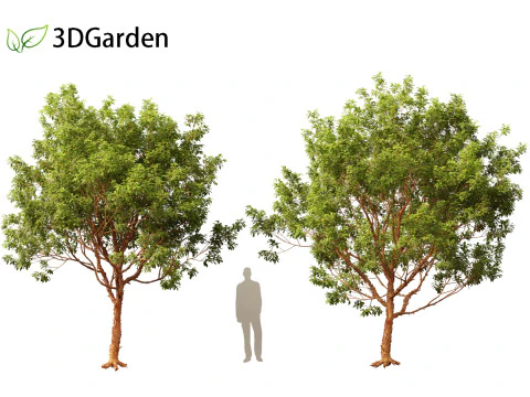 Acer griseum - Paperbark maple 01 3D Model