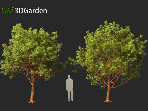 Acer griseum - Paperbark maple 01 3D Model