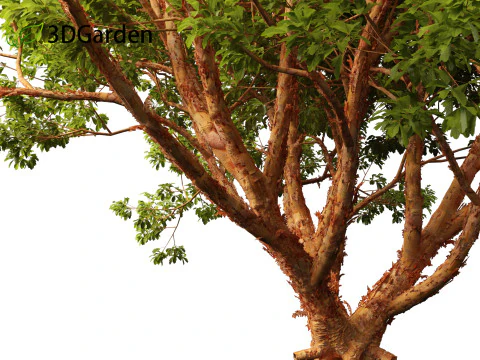 Acer griseum - Paperbark maple 01 3D Model