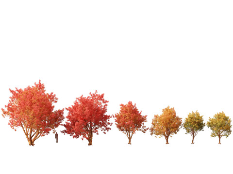 Acer griseum - Paperbark maple 02 3D Model