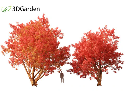 Acer griseum - Paperbark maple 02 3D Model