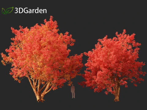 Acer griseum - Paperbark maple 02 3D Model