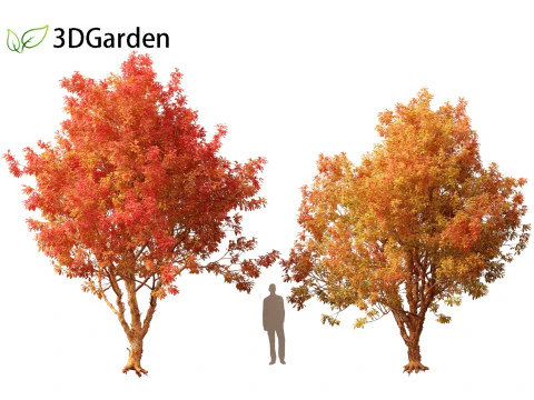 Acer griseum - Paperbark maple 02 3D Model