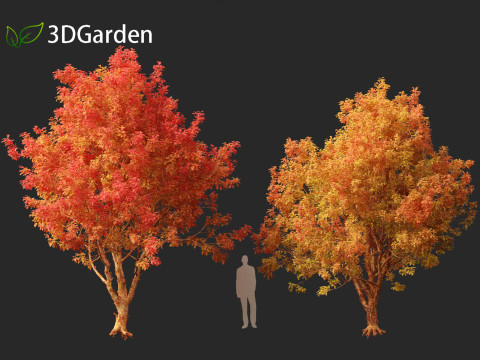 Acer griseum - Paperbark maple 02 Model 3D