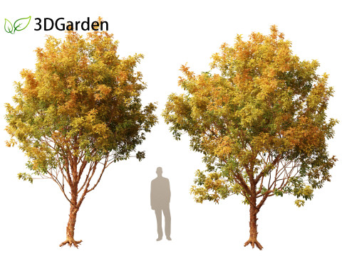 Acer griseum - Paperbark maple 02 Model 3D