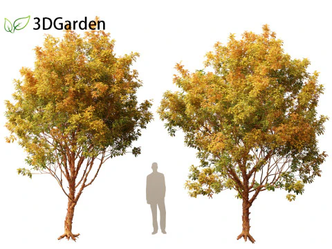 Acer griseum - Paperbark maple 02 3D Model