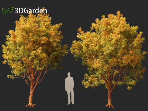 Acer griseum - Paperbark maple 02 3D Model