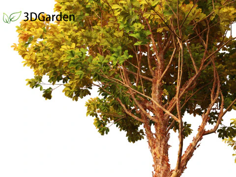 Acer griseum - Paperbark maple 02 3D Model