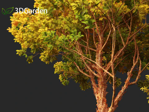 Acer griseum - Paperbark maple 02 3D Model