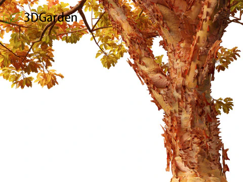 Acer griseum - Paperbark maple 02 3D Model