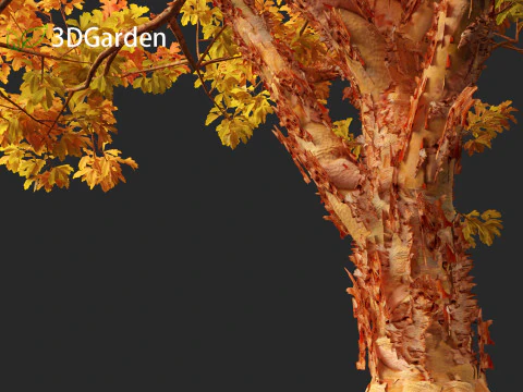 Acer griseum - Paperbark maple 02 3D Model