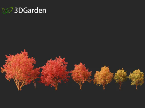 Acer griseum - Paperbark maple 02 3D Model