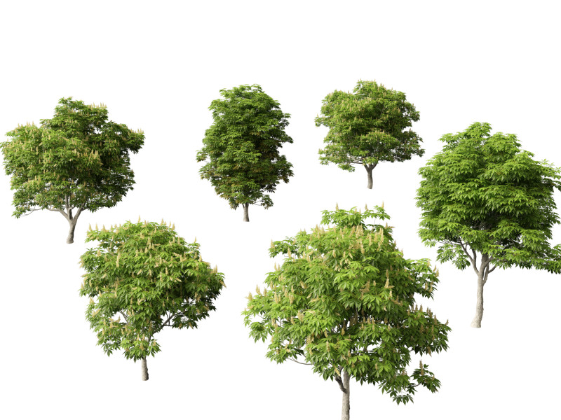 Aesculus glabra - Ohio buckeye 01 Modello 3D .c4d .max .obj .3ds .fbx .stl .blend 