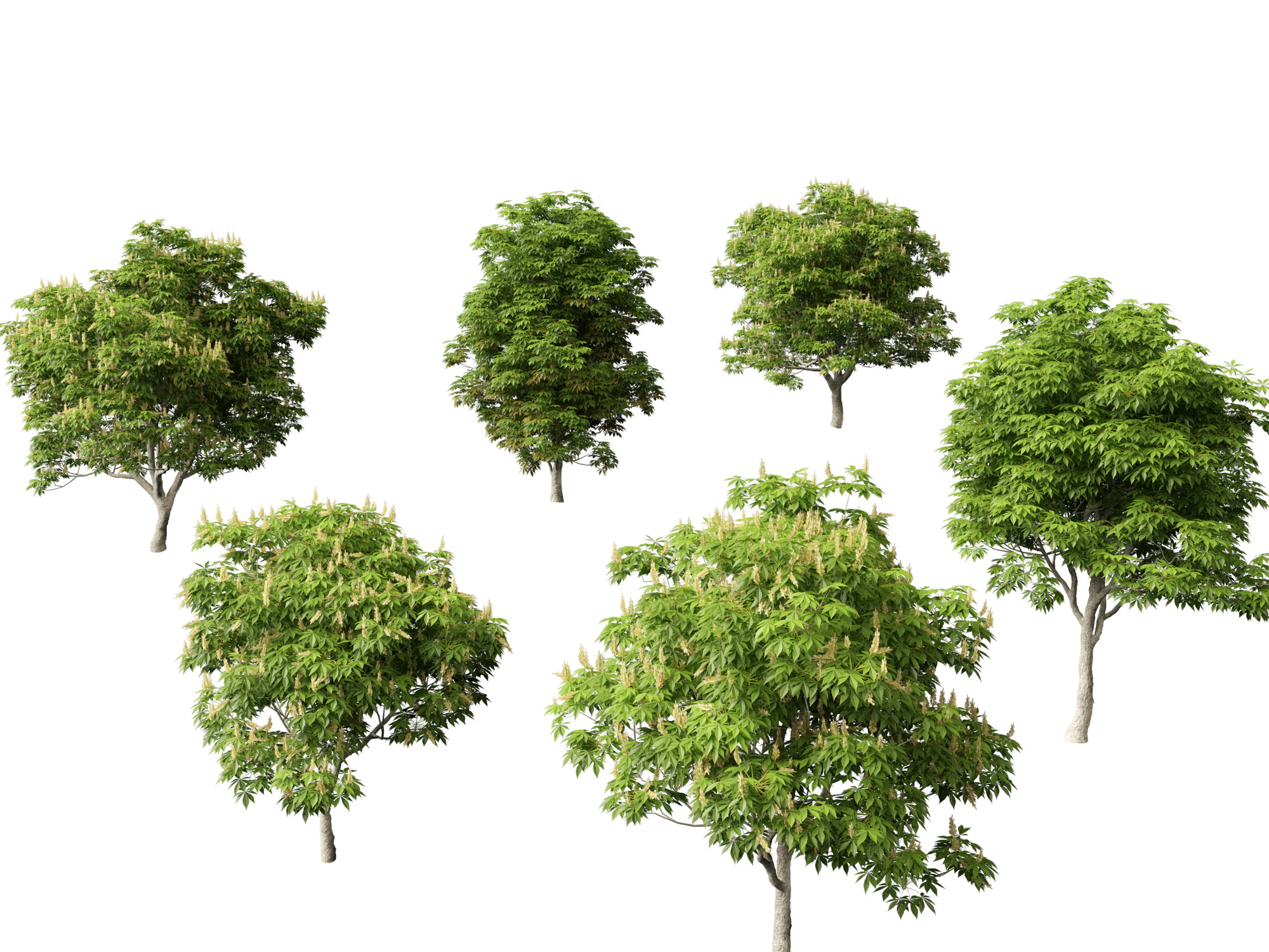 Aesculus glabra - Ohio buckeye 01 3D Model .c4d .max .obj .3ds .fbx .stl .blend 