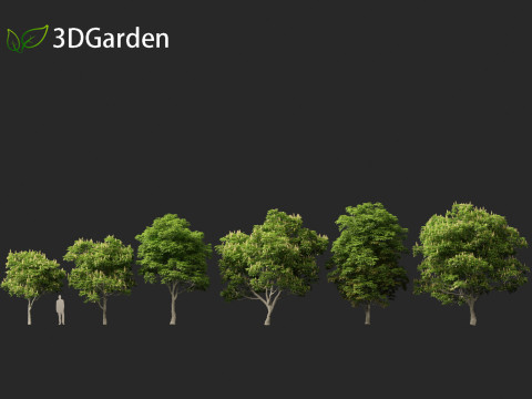 Aesculus glabra - Ohio buckeye 01 Modello 3D