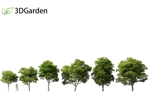 Aesculus glabra - Ohio buckeye 01 Modello 3D