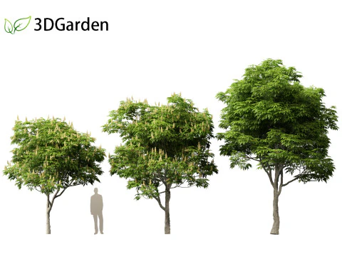Aesculus glabra - Ohio buckeye 01 3D Model