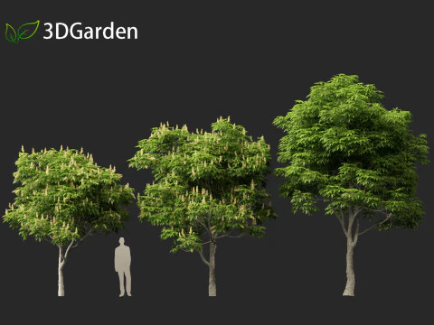Aesculus glabra - Ohio buckeye 01 3D Model
