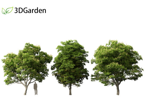 Aesculus glabra - Ohio buckeye 01 Modello 3D