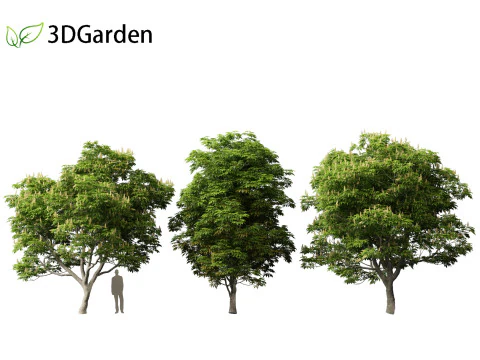 Aesculus glabra - Ohio buckeye 01 3D Model