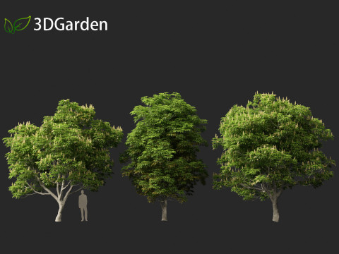 Aesculus glabra - Ohio buckeye 01 Modello 3D