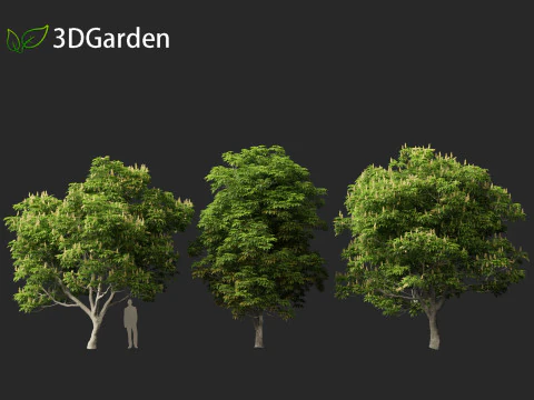 Aesculus glabra - Ohio buckeye 01 3D Model