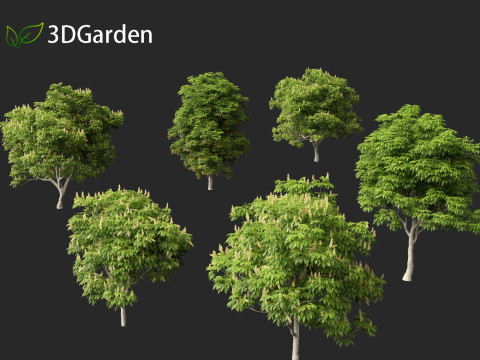 Aesculus glabra - Ohio buckeye 01 Modello 3D