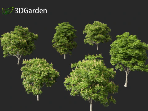 Aesculus glabra - Ohio buckeye 01 3D Model