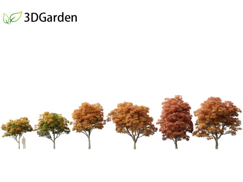 Aesculus glabra - Ohio buckeye 02 3D Модель