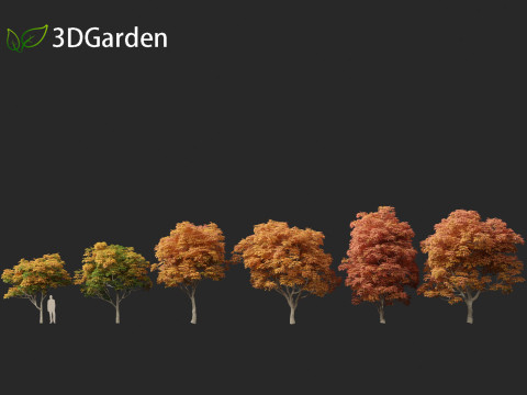 Aesculus glabra - Ohio buckeye 02 3D Модель