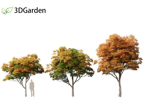Aesculus glabra - Ohio buckeye 02 3D Model