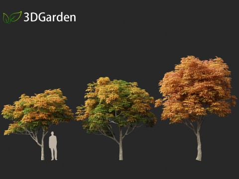Aesculus glabra - Ohio buckeye 02 3D Модель