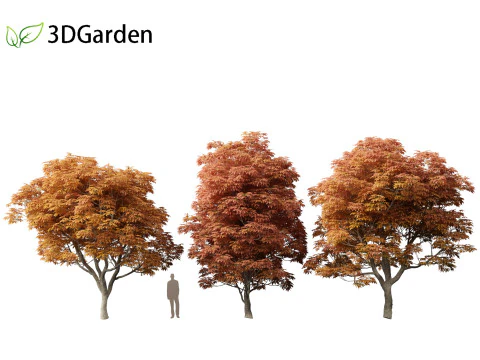 Aesculus glabra - Ohio buckeye 02 3D Model