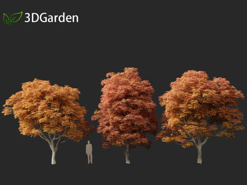 Aesculus glabra - Ohio buckeye 02 3D Model