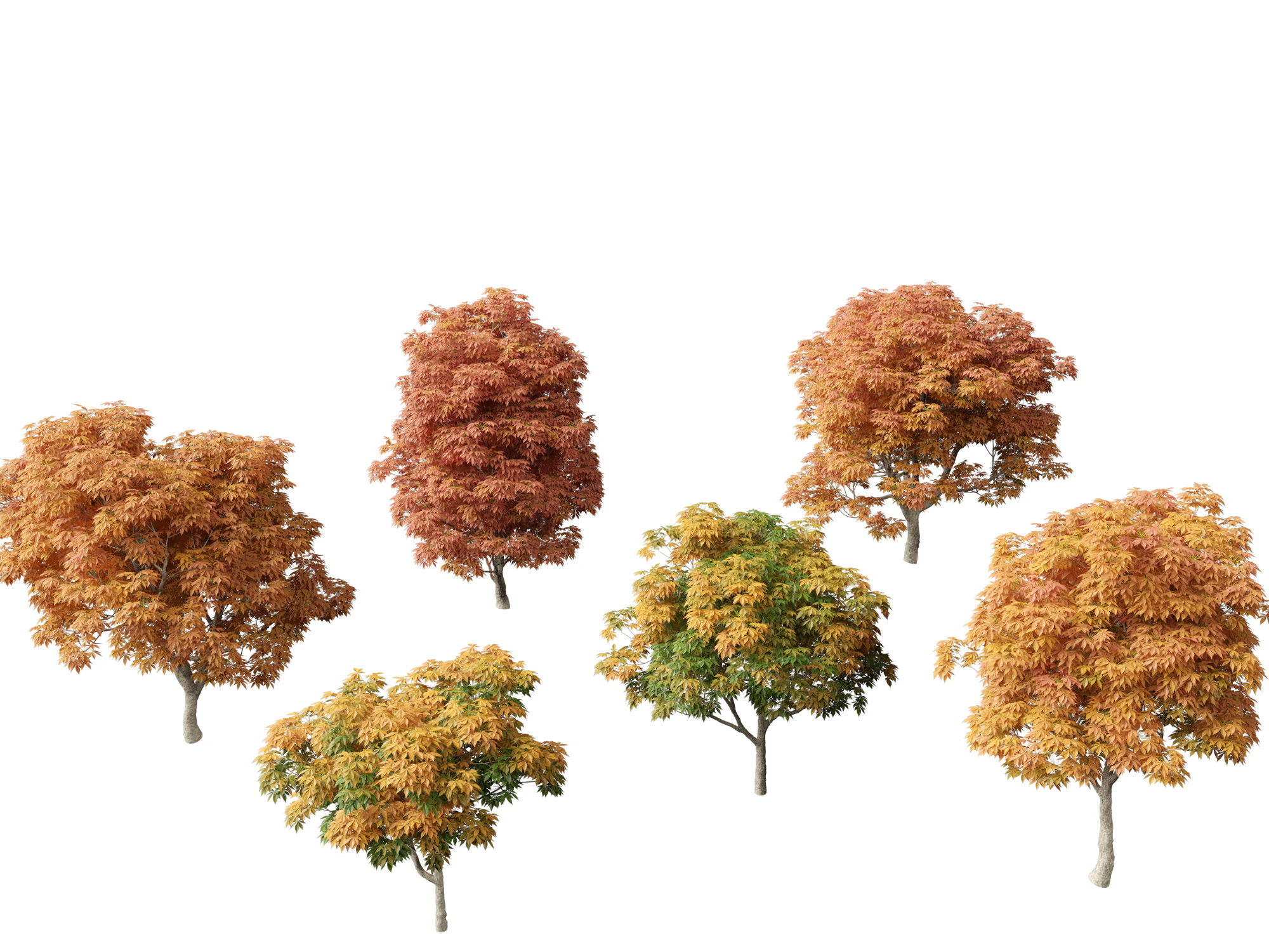Aesculus glabra - Ohio buckeye 02 3D Model .c4d .max .obj .3ds .fbx .stl .blend 