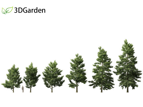 Alnus cordata - Italian alder 3D Model