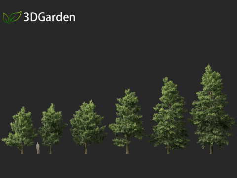 Alnus cordata - Italian alder 3Dモデル
