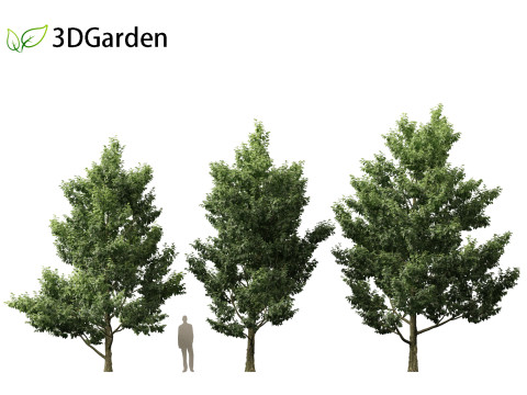 Alnus cordata - Italian alder 3Dモデル